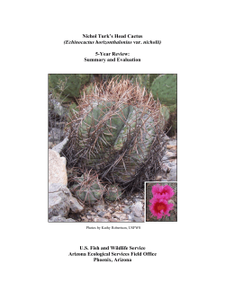 Nichol Turk`s Head Cactus - Friends of Ironwood Forest