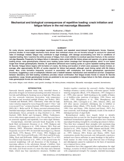 crack initiation and fatigue failure in the red macroalga Mazzaell