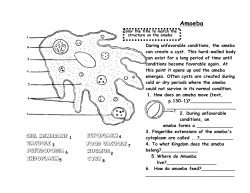 Amoeba
