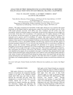 analysis of prey remains excavated from an historic bald eagle nest