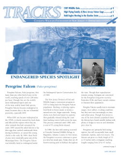 ENDANGERED SPECIES SPOTLIGHT - Conserve Wildlife Foundation