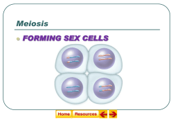 Meiosis
