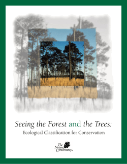 Seeing the Forest and the Trees