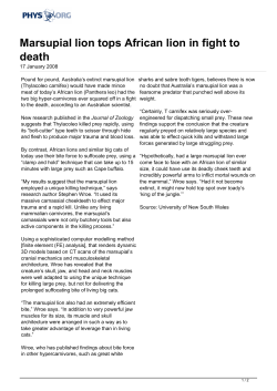 Marsupial lion tops African lion in fight to death