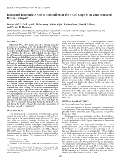 Ribosomal Ribonucleic Acid Is Transcribed at the 4