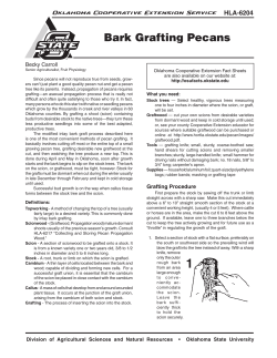 Bark Grafting Pecans - OSU Fact Sheets