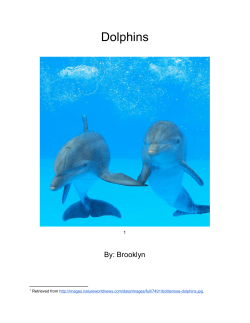 Dolphins