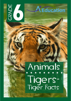Tiger Facts - A Plus Education