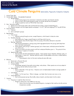 Cold climate penguins