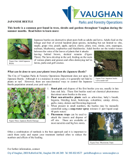 JAPANESE BEETLE This beetle is a common pest found in trees