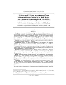 Distinct snail (Physa) morphotypes from different