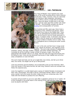 Lion - Panthera leo