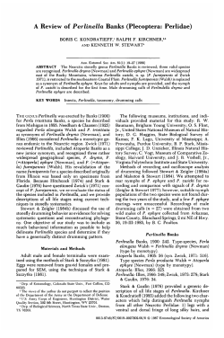 A Review of Perlinella Banks (Plecoptera: Perlidae)