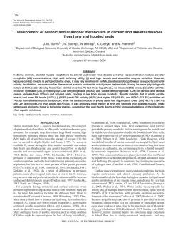 Development of aerobic and anaerobic metabolism in cardiac and