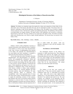 Histological Structure of the Kidney of Insectivorous Bats
