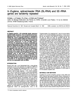 In Euglena, spliced-leader RNA (SL-RNA) and 5S