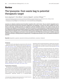 The lysosome: from waste bag to potential therapeutic target