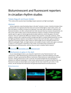 Bioluminescent and fluorescent reporters in circadian rhythm studies