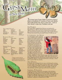 Gypsy Moth - State of New Jersey
