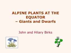 ALPINE PLANTS AT THE EQUATOR &ndash; Giants and Dwarfs