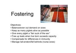 Best Practice Fostering