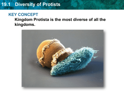 19.1 Diversity of Protists
