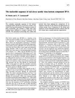 The nucleotide sequence of red clover mottle virus bottom