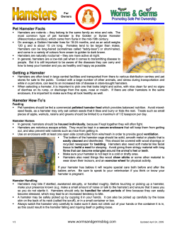 Pet Hamster Facts Getting a Hamster