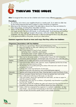 1. As a family, visit a tree i