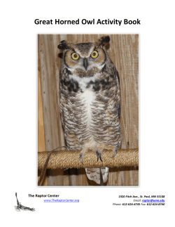 Great Horned Owl Activity Book