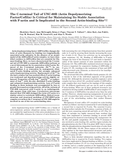 The C-terminal Tail of UNC-60B (Actin Depolymerizing Factor/Cofilin