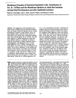 Membrane Domains of Intestinal Epithelial Cells