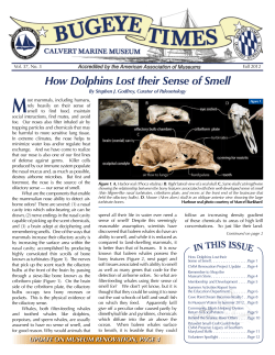 How Dolphins Lost their Sense of Smell