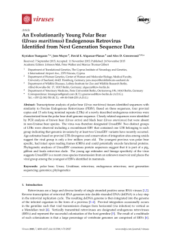 An Evolutionarily Young Polar Bear (Ursus maritimus) Endogenous