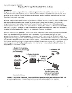 Digestive Physiology: Amylase hydrolysis of starch