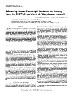 Relationship between Phospholipid Breakdown and Freezing Injury
