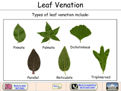 Leaf Venation