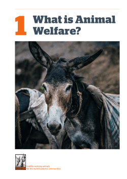 What is Animal Welfare?