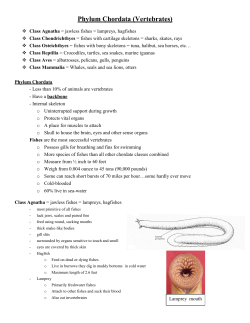 Phylum Chordata (Vertebrates)