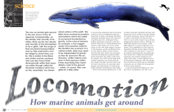How marine animals get around - X