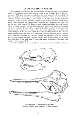 CETACEAN TOOTH COUNTS