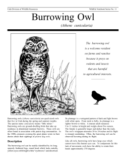 Burrowing Owl fixed