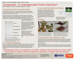 Cyanobacteria &ndash; an Underappreciated Threat to Agriculture?