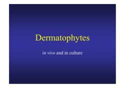 Dermatophytes