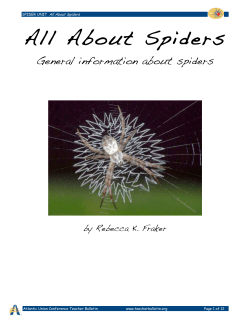 General information about spiders