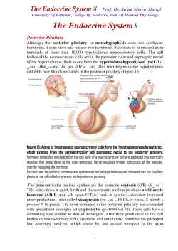The Endocrine System8 Posterior Pituitary
