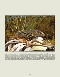 An adult female Guatemalan Black Iguana, Ctenosaura palearis