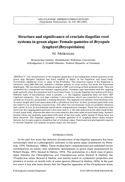 Structure and significance of cruciate flagellar root systems in green