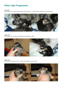 Kitten Age Progression - Whis