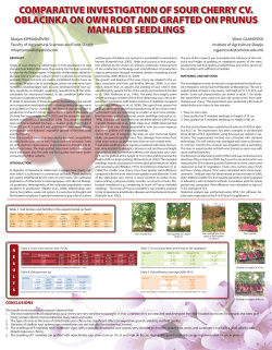 Comparative investigation of sour cherry cv. Oblacinka on own root